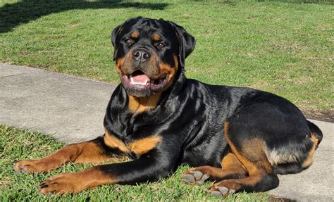 Size: The <strong>Rottweiler</strong> is 56-69 cm (22-27 in) in shoulder height and weighs 38-59 kg (85-130 lbs). . Rottweiler breeder illinois